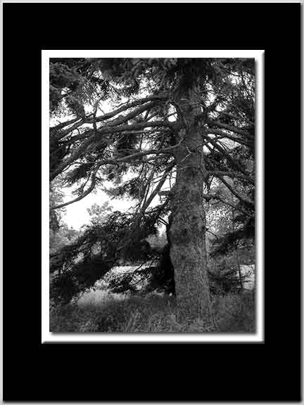Pine BW