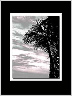 Palm Tree Art