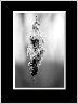 Cat Tail BW