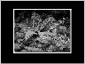 Fern BW