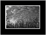 Gathering Clouds BW