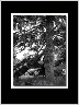 Pine BW
