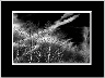 X in the Sky BW