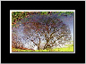 Reflections III