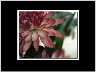 Silk Flower